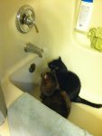two-cats-in-a-bath-tub-sitting-and-waiting.jpg