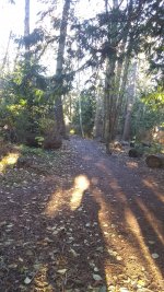 Sunlight trail woods.jpg