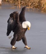 Eagle on frozen lake.jpg