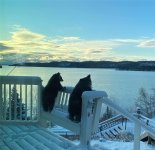 bear cubs in Winter.jpg