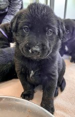 Puppy for adoption .jpg