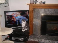 Smudge and the TV .jpg