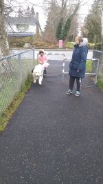 Walking Beau on the rubber pathway .jpg