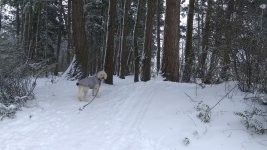 Beau snowy forest trail .jpg