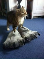 Bigfoot Cat 1 .jpg