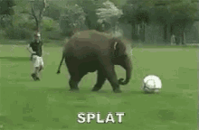 splat-elephant-trips.gif
