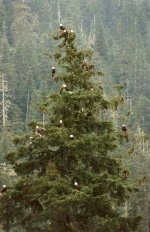 Mother nature's Christmas tree Brackendale BC .jpg
