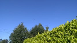 Canada geese flying overhead .jpg