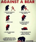 bear attack.jpg
