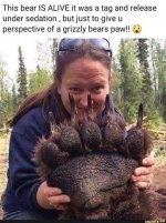 Grizzly bear paw.jpg