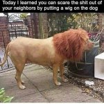 Lion Dog Wig  .jpg
