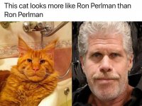 Ron Perlman cat.jpg