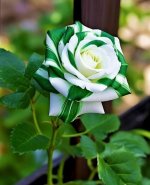 Celtic Rose Green and White  .jpg