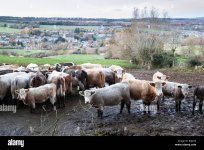 cows-standing-in-mud-above-village-of-blockley-taken-from-public-footpath-blockley-cotswolds-g...jpg