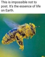 Bee and pollen .jpg