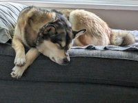 Georgia big tired bear 2.jpg