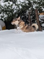 Georgia snow husky .jpg
