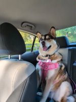 Georgia going for a Pup Cup with Mom .jpg