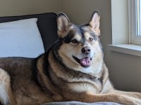 Smiley Georgia Bear .jpg