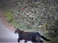 Williams Park Cougar .jpg Williams Park Cougar .jpg