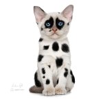 dalmatian-cat-andrea-gatti.jpg