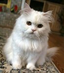 220px-White_Persian_Cat.jpg