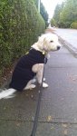 Beau with his coat on out for a walk on a windy day .jpg