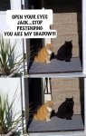Shadow Cat .jpg