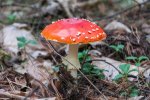 Red toadstool in a forest (12).jpg